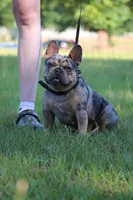 Roxy, a female French Bulldog for sale in Hephzibah, GA – Photo 6 of 7