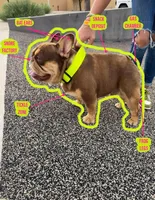 Roxy, a female French Bulldog for sale in Hephzibah, GA – Photo 7 of 7