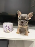 Roxy, a female French Bulldog for sale in Hephzibah, GA – Photo 2 of 7