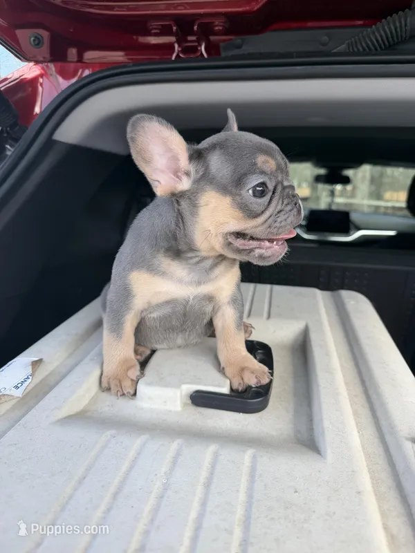 Roxy – French Bulldog puppy for sale in Hephzibah, GA