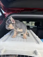 Roxy, a female French Bulldog for sale in Hephzibah, GA – Photo 3 of 7