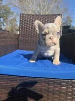 Chowder, a male French Bulldog for sale in Hephzibah, GA – Photo 1 of 6