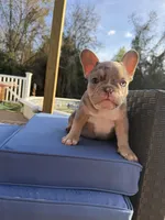 Chowder, a male French Bulldog for sale in Hephzibah, GA – Photo 4 of 6