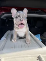 Chowder, a male French Bulldog for sale in Hephzibah, GA – Photo 3 of 6