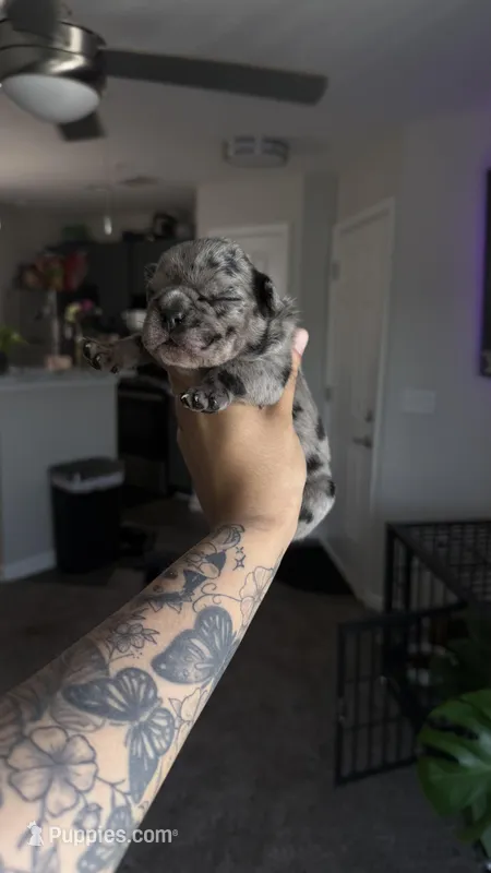 Val  – American Bully puppy for sale in Hephzibah, GA