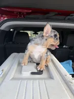 Jinx, a female French Bulldog for sale in Hephzibah, GA – Photo 2 of 8