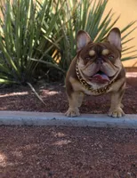 Jinx, a female French Bulldog for sale in Hephzibah, GA – Photo 5 of 8