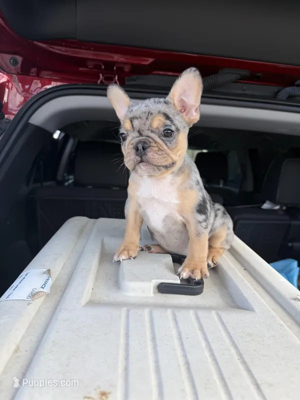 Jinx – French Bulldog puppy for sale in Hephzibah, GA
