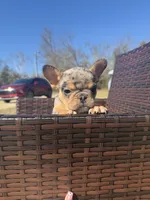 Jinx, a female French Bulldog for sale in Hephzibah, GA – Photo 3 of 8