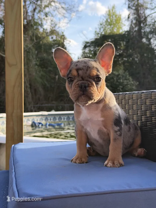 Jinx – French Bulldog puppy for sale in Hephzibah, GA