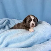 BLUE AKC SHIH TZU / RAISED IN OUR HOME| HEALTH GUARANTEE , a male Shih Tzu for sale in Houma, LA – 1 of 1