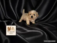 Josie, a female Shih Tzu for sale in Houma, LA – 1 of 1