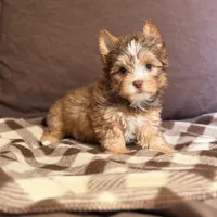 Reece Chocolate & Gold Yorkie 💙, a male Yorkshire Terrier for sale in Houma, LA – 1 of 1