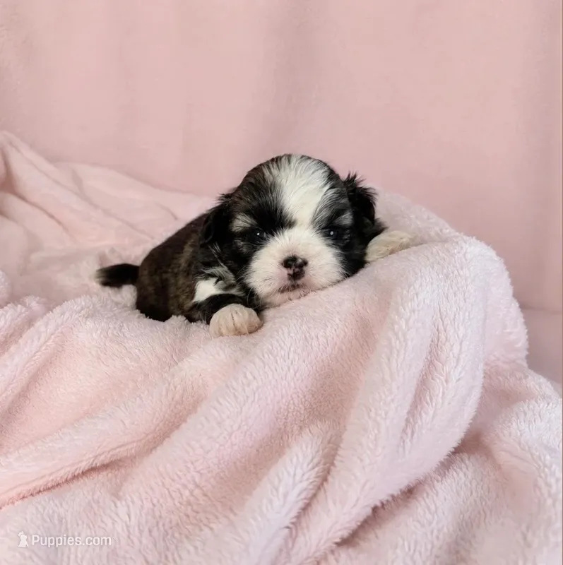 TRI COLOR AKC FEMALE SHIH TZU /RAISED IN OUR HOME/ HEALTH GUARANTEE  – Shih Tzu puppy for sale in Houma, LA