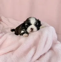 TRI COLOR AKC FEMALE SHIH TZU /RAISED IN OUR HOME/ HEALTH GUARANTEE , a female Shih Tzu for sale in Houma, LA – 1 of 1