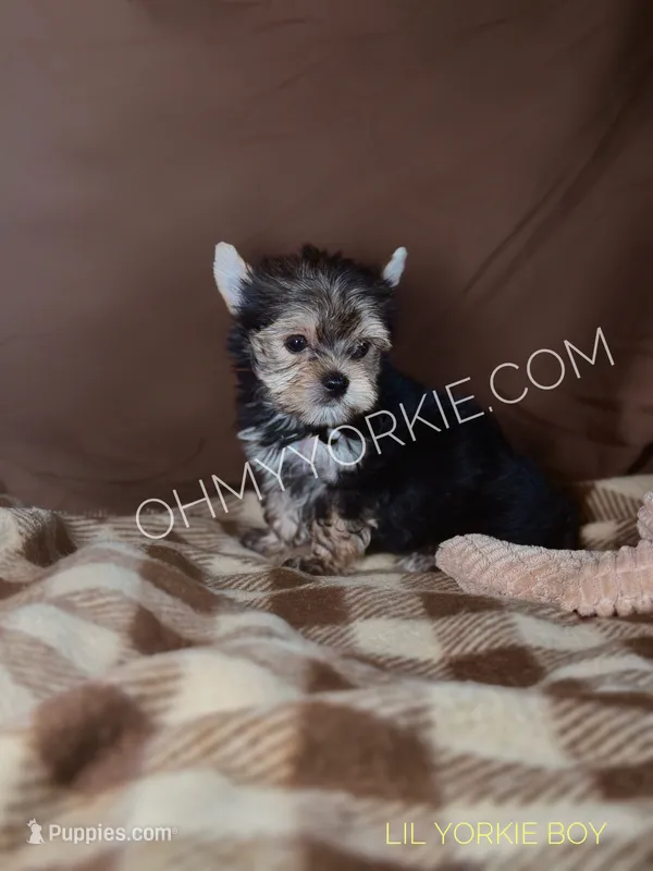 Champ Black & Tan Yorkie Boy  – Yorkshire Terrier puppy for sale in Houma, LA