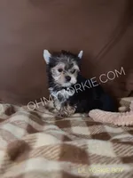 Champ Black & Tan Yorkie Boy , a male Yorkshire Terrier for sale in Houma, LA – 1 of 1