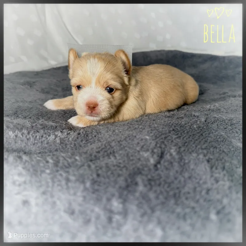 Bella 💖 – Yorkshire Terrier puppy for sale in Houma, LA
