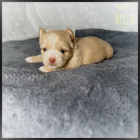 Bella 💖, a female Yorkshire Terrier for sale in Houma, LA – 1 of 1