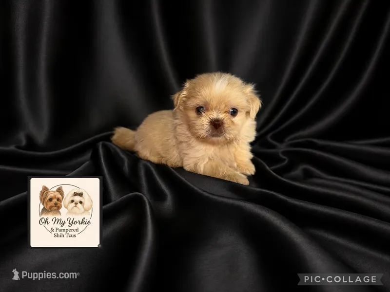 Jazzy – Shih Tzu puppy for sale in Houma, LA