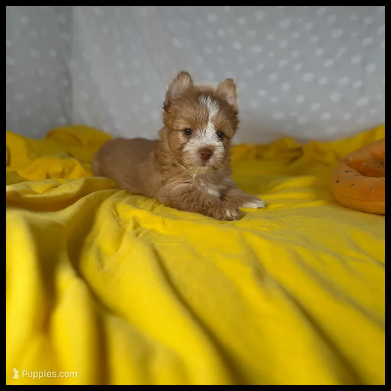 Remi Gold Yorkie  – Yorkshire Terrier puppy for sale in Houma, LA