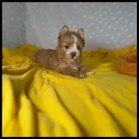 Remi Gold Yorkie , a female Yorkshire Terrier for sale in Houma, LA – 1 of 1