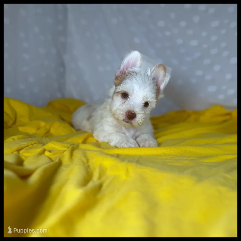 Blaze Parti Yorkie  – Yorkshire Terrier puppy for sale in Houma, LA