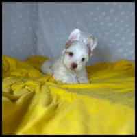 Blaze Parti Yorkie , a male Yorkshire Terrier for sale in Houma, LA – 1 of 1