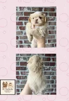AKC Jazzy 💗, a female Shih Tzu for sale in Houma, LA – 2 of 2
