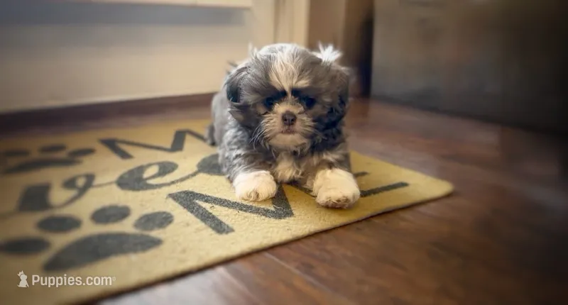 Milo 💙 Blue Shih Tzu 💙  – Shih Tzu puppy for sale in Houma, LA