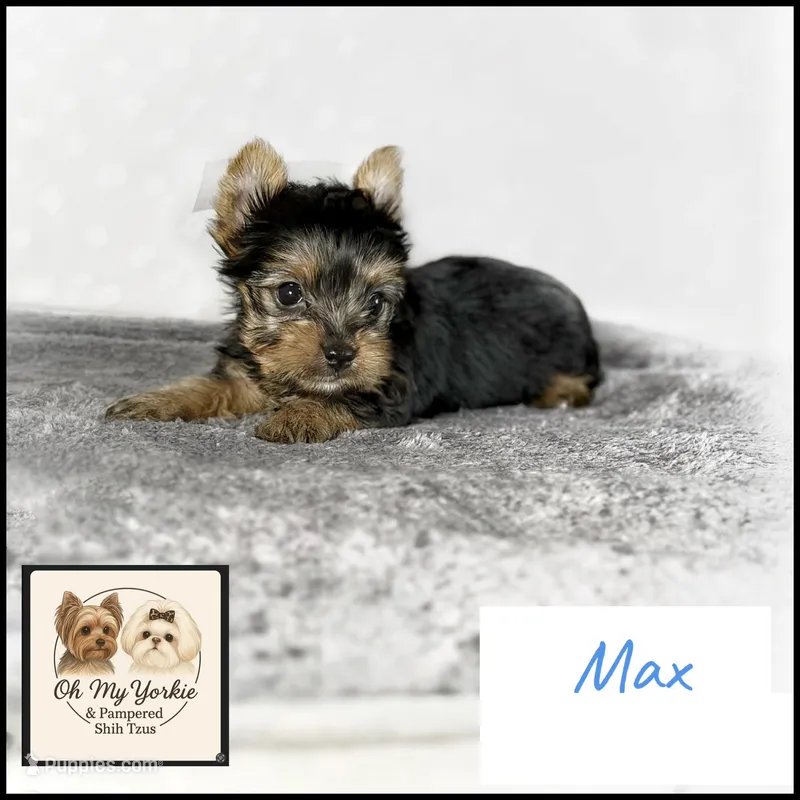 Max 💙 Black & Gold Yorkie  – Yorkshire Terrier puppy on hold in Houma, LA