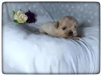 Photo of Josie