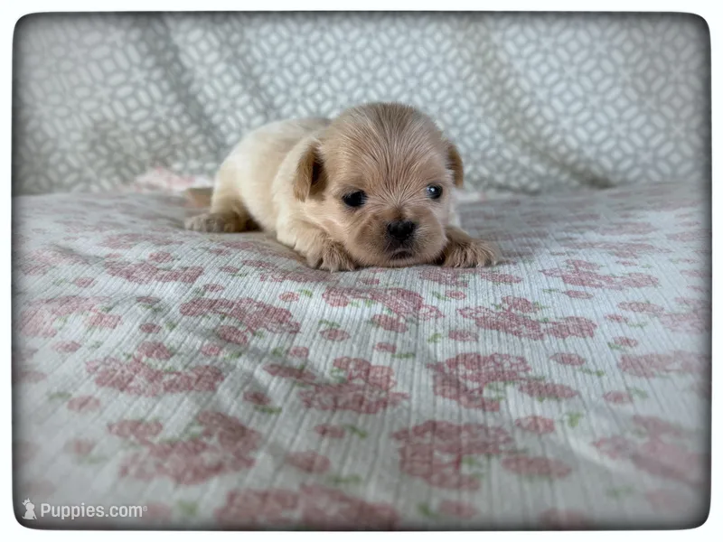 Josie – Shih Tzu puppy for sale in Houma, LA