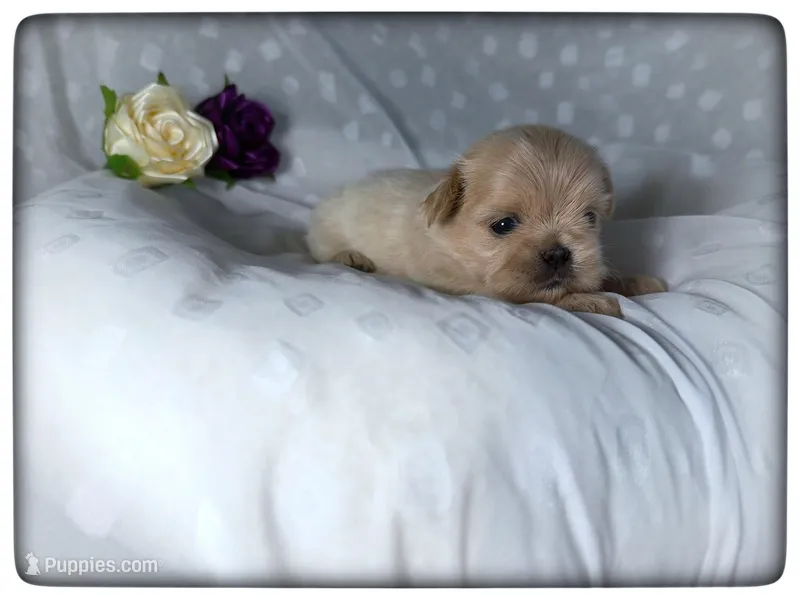 Josie – Shih Tzu puppy for sale in Houma, LA