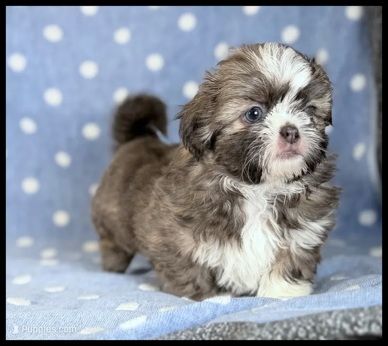 Milo 💙 Blue Shih Tzu 💙  – Shih Tzu puppy for sale in Houma, LA