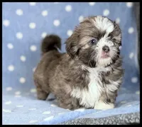 Milo 💙 Blue Shih Tzu 💙 , a male Shih Tzu for sale in Houma, LA – 1 of 3