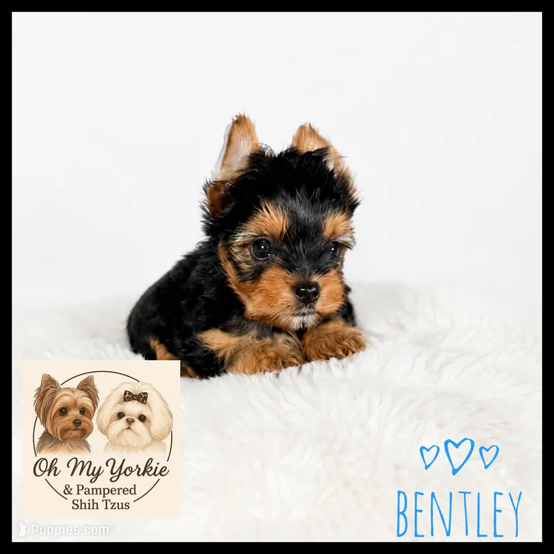 Bentley Black & Gold  Yorkie 🖤💛💙 – Yorkshire Terrier puppy for sale in Houma, LA