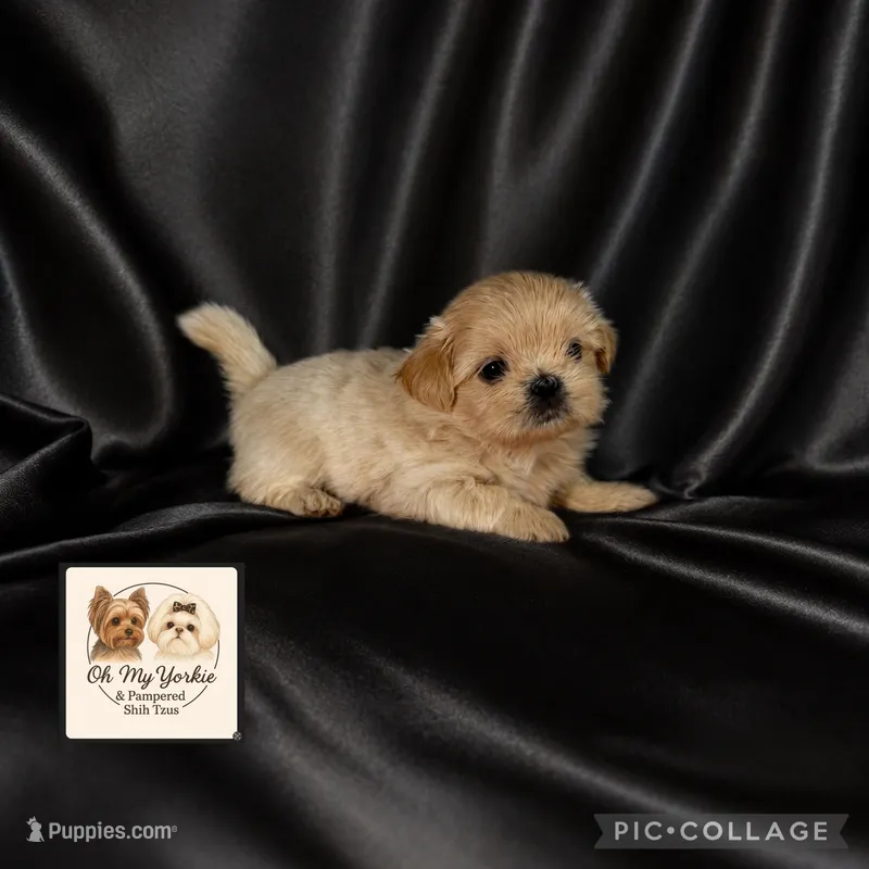 Josie – Shih Tzu puppy for sale in Houma, LA