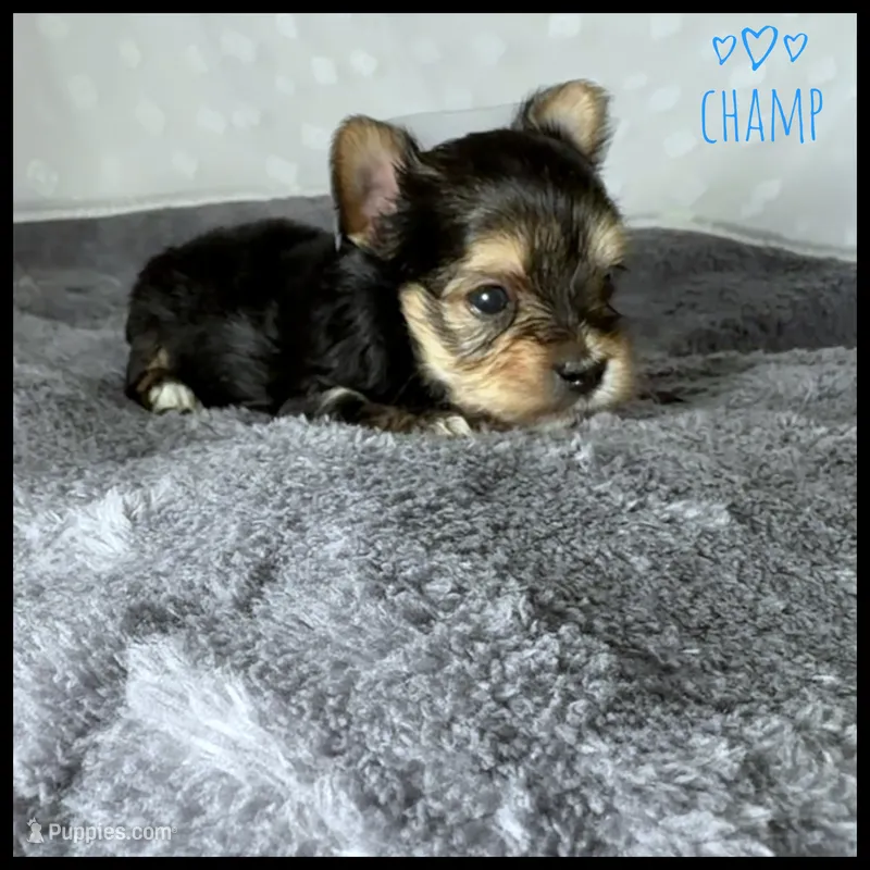Champ 🩵 – Yorkshire Terrier puppy for sale in Houma, LA