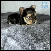 Champ 🩵, a male Yorkshire Terrier for sale in Houma, LA – 1 of 1