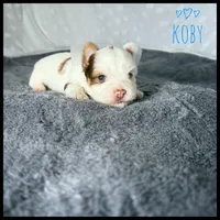 Koby Parti 💙, a male Yorkshire Terrier for sale in Houma, LA – 1 of 1