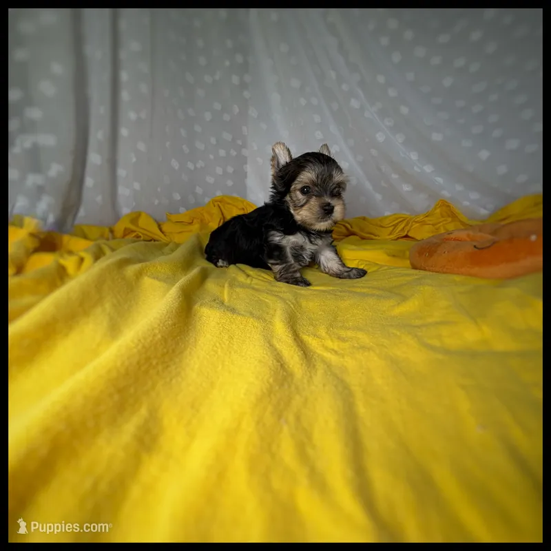 Champ Black & Tan Yorkie Boy  – Yorkshire Terrier puppy for sale in Houma, LA