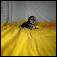 Champ Black & Tan Yorkie Boy , a male Yorkshire Terrier for sale in Houma, LA – 1 of 1