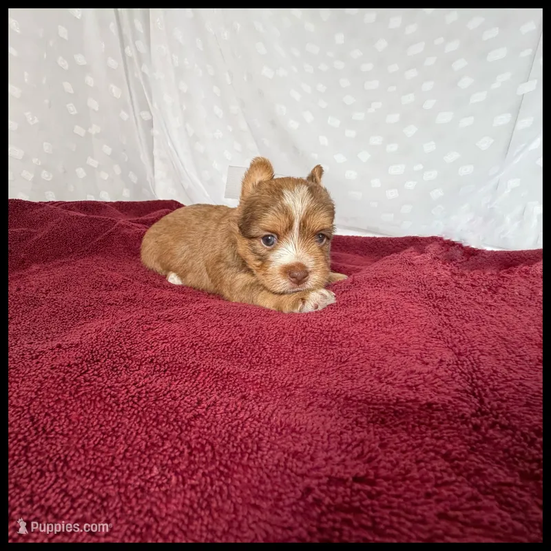 Ruby  – Yorkshire Terrier puppy for sale in Houma, LA