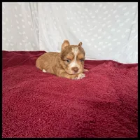 Ruby , a female Yorkshire Terrier for sale in Houma, LA – 1 of 1