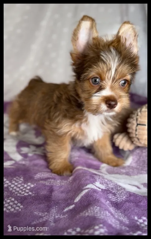 Ruby  – Yorkshire Terrier puppy for sale in Houma, LA