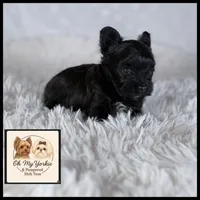Tiny Yorkie Solid Black 🖤💞 , a female Yorkshire Terrier for sale in Houma, LA – 1 of 1