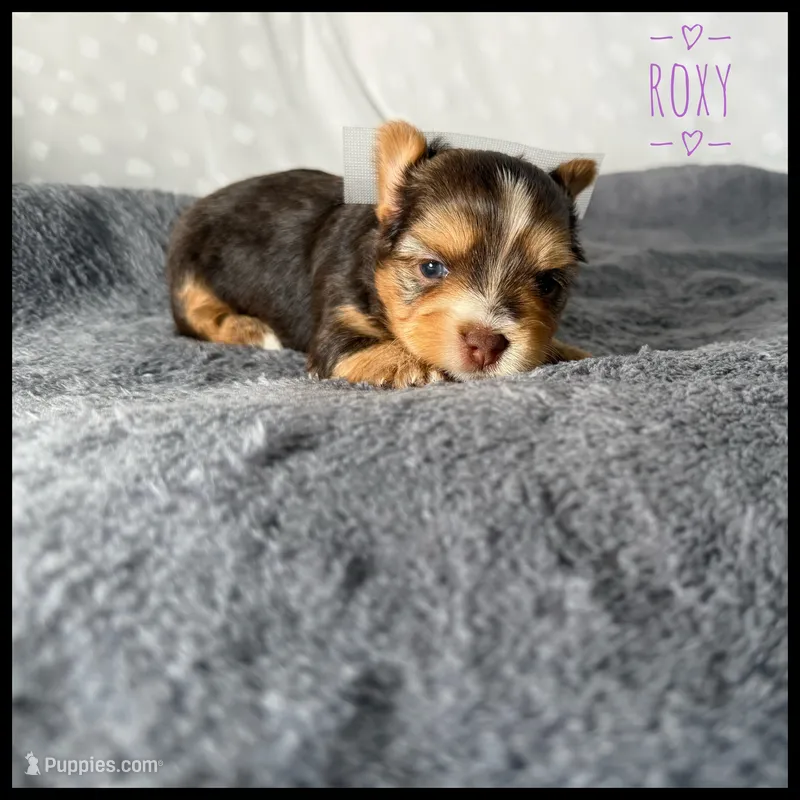 Roxy 🤎 – Yorkshire Terrier puppy for sale in Houma, LA
