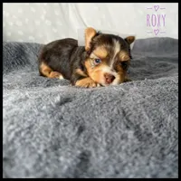 Roxy 🤎, a female Yorkshire Terrier for sale in Houma, LA – 1 of 1