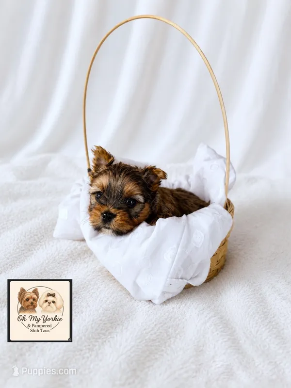 Ollie 💙 – Yorkshire Terrier puppy for sale in Houma, LA